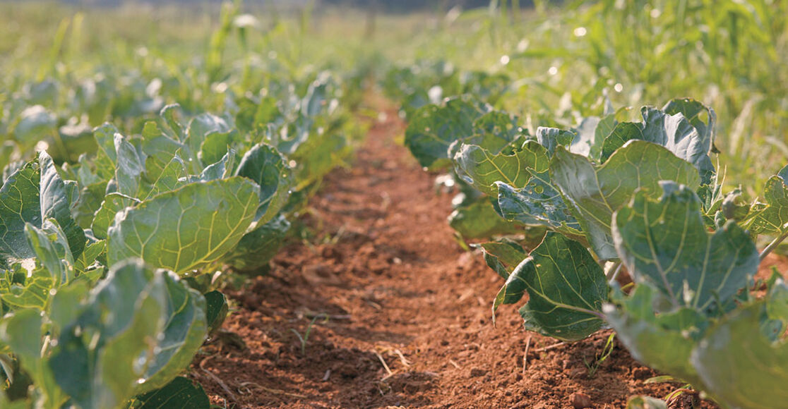 Best Plants to Grow in Clay Soil TroyBilt TroyBilt CA