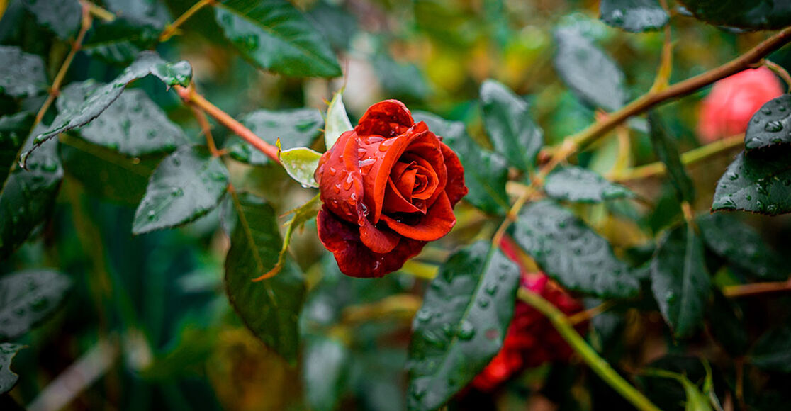 Types of Roses: Selecting Roses for Your Garden | Troy-Bilt | Troy-Bilt CA
