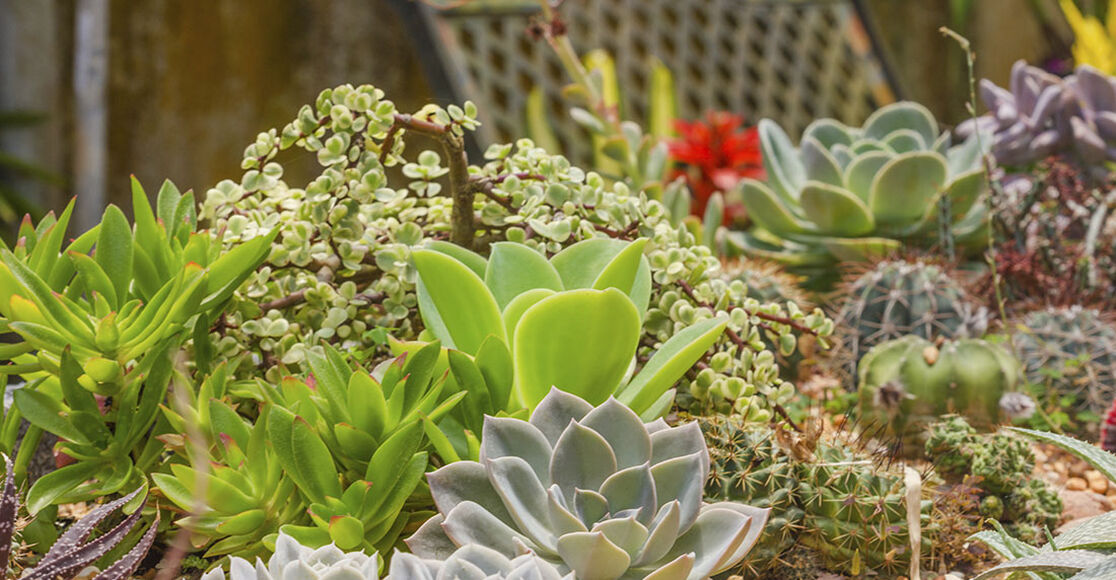 Plants That Grow in Rocky Soil TroyBilt TroyBilt CA