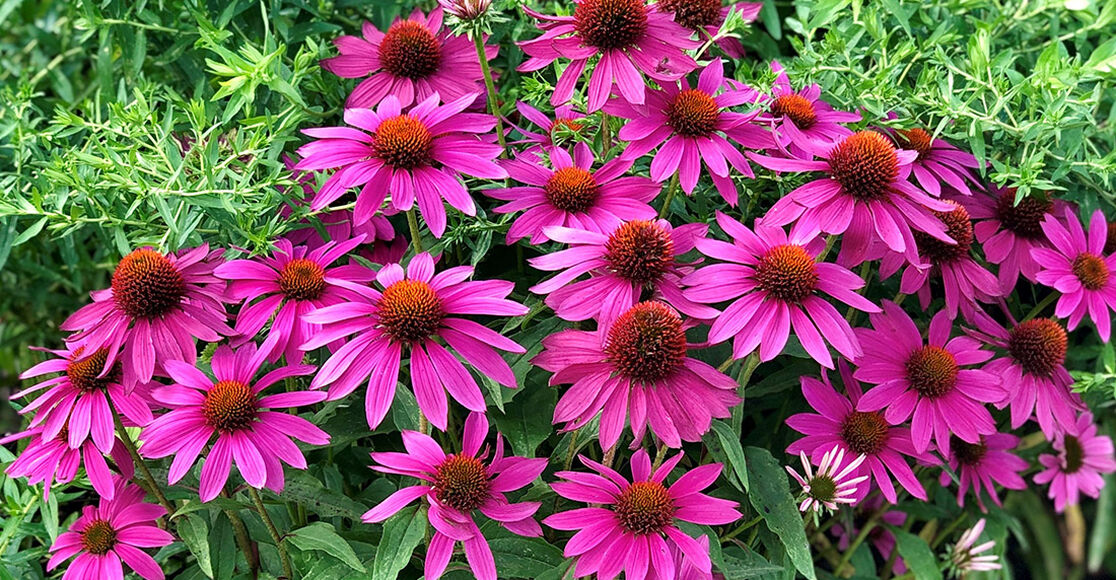 7 Perennials for small space gardens TroyBilt CA