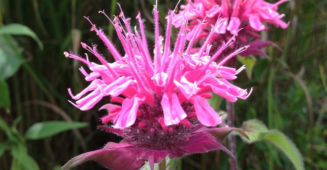 Bee Balm