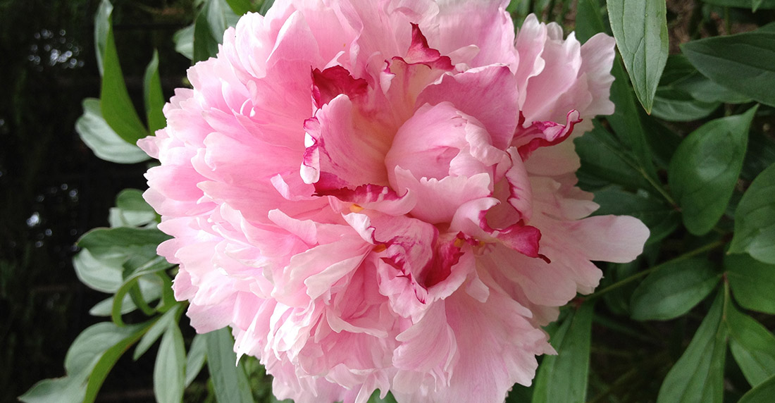 Peonies