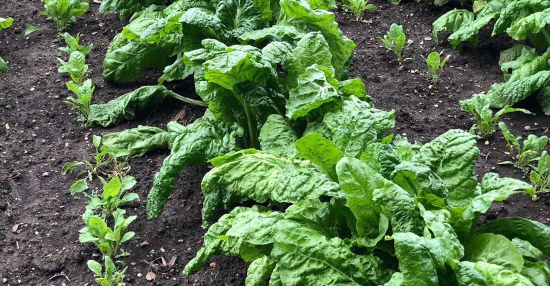 Vegetable garden